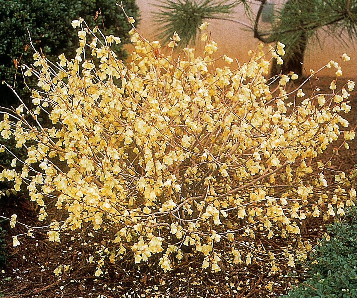 Shrubs